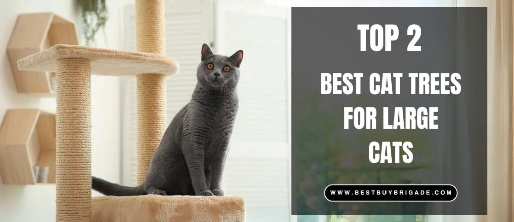 Best Cat Trees for Large Cats