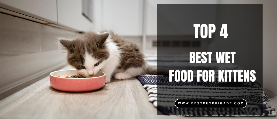 Best Wet Food for Kitten