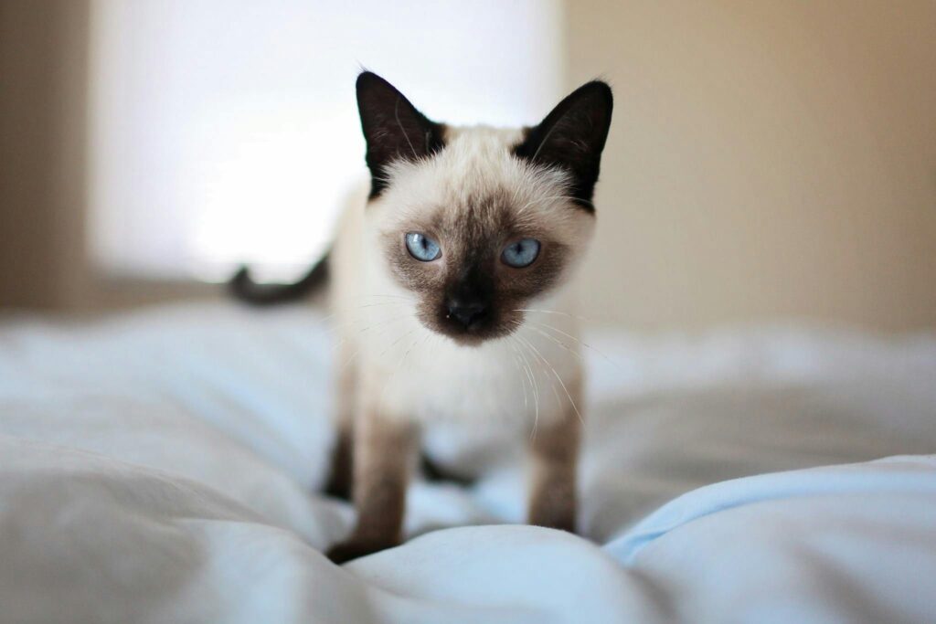 siamese