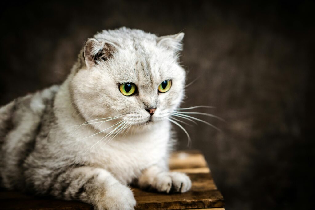 scottish fold indoor cat breeds