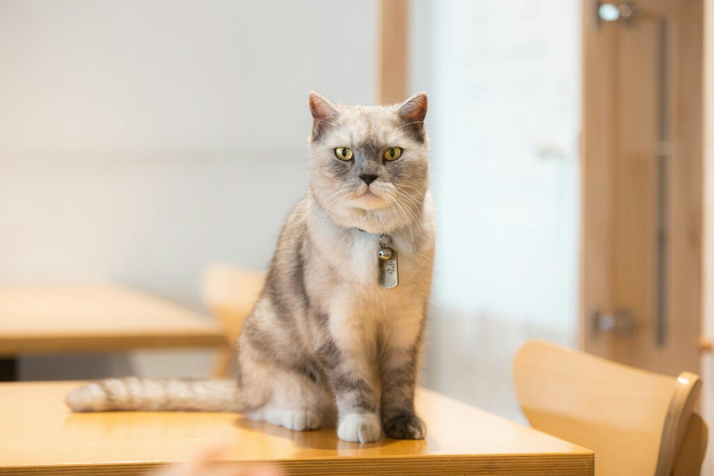 British shorthair indoor cat breeds